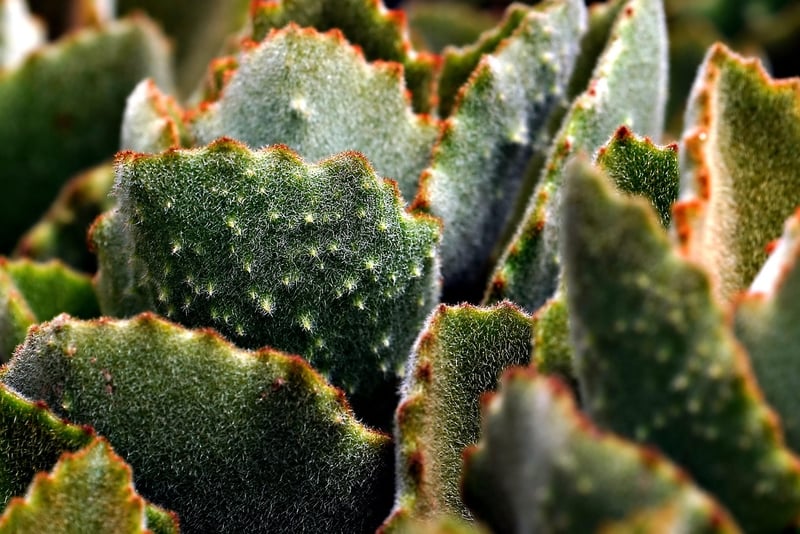 Succulents Garden